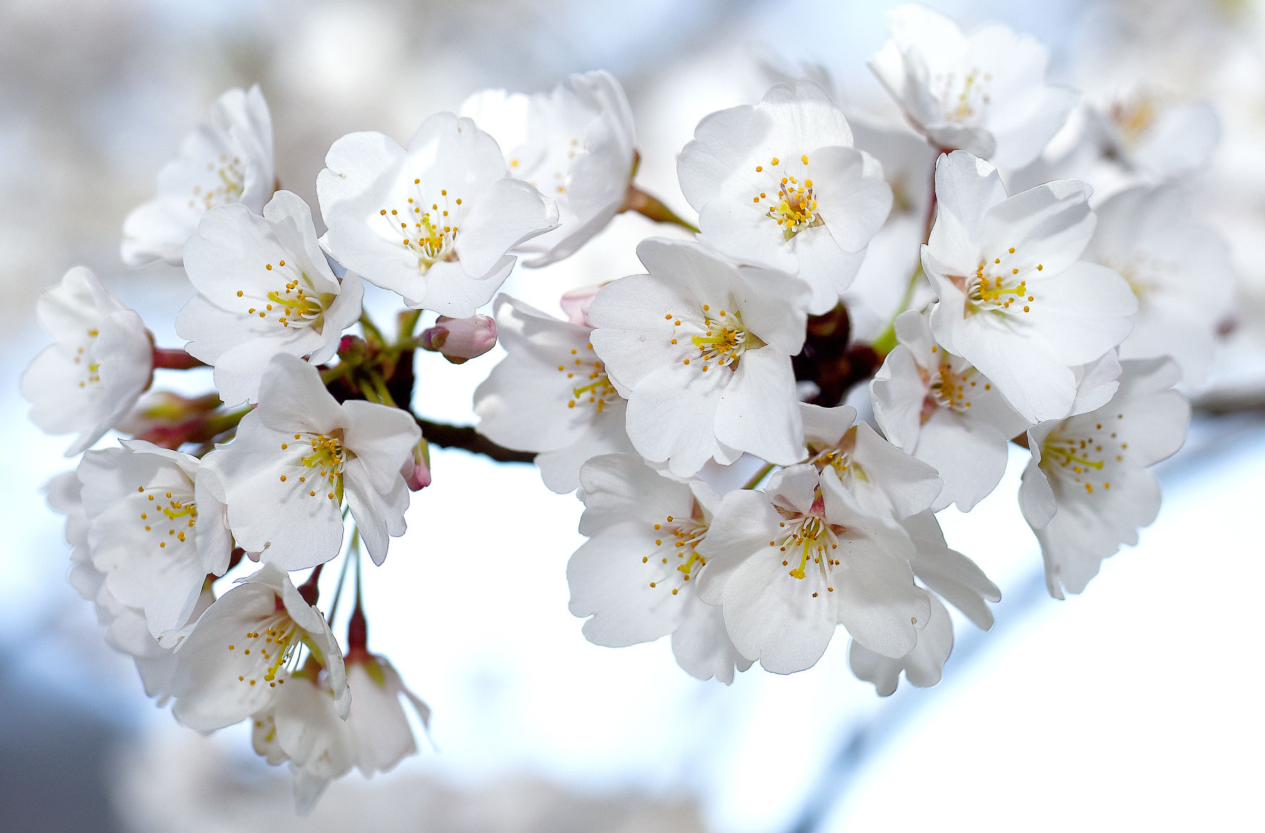 Cherry Blossoms